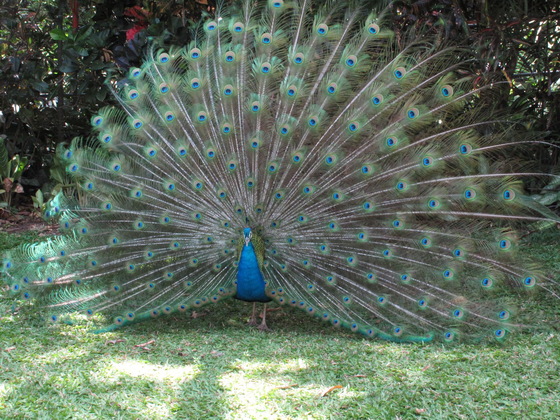 Peacock feathers display